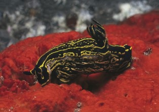 Magnificent star snail (Felimare picta) (formerly genus Hypselodoris) Nudibranch Aftergill crawls