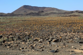 Rocky volcanic badlands 'malpais' landscape, Malpaís Grande national park, Fuerteventura, Canary