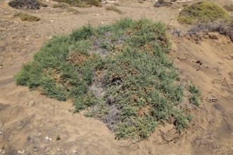 Desert vegetation, near Paraja, Fuerteventura, Canary Islands, Spain, Europe