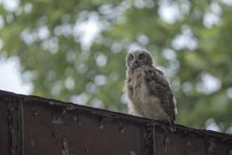 Eurasian eagle-owl (Bubo bubo), fledgling, in an industrial building, Ewald colliery, Herten, Ruhr