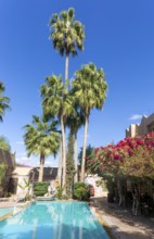 Date palm trees and swimming pool, Dar Tourkia hotel, Taroudant, Sous Valley, Morocco, north