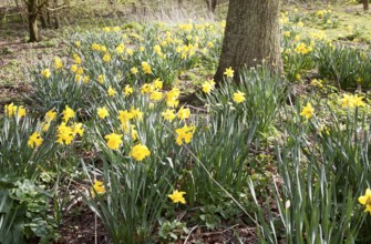 Daffodils in flower around the base of a tree, Suffolk, England, United Kingdom, Europe