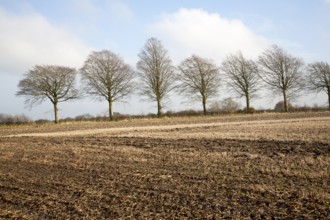 A line of leafless winter trees on field boundary, near Wroughton, Wiltshire, England, UK