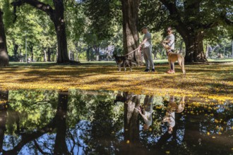 A man and a woman stroll through a springtime park with their pair of elegant greyhounds. Nearby, a