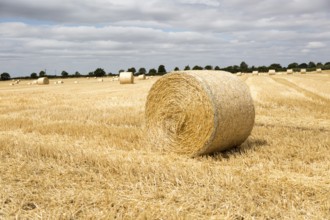 Round straw bales in flat field with overhead cumulus cloud, Sutton, Suffolk, England, UK