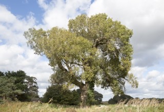 Black poplar tree, Populus nigra, Butley, Suffolk, England, UK