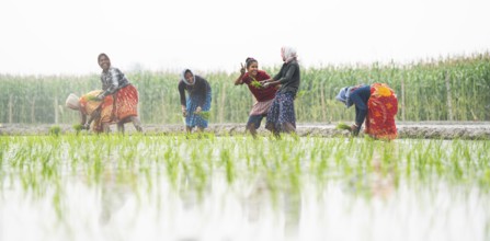 Morigaon, India. 20 February 2024. Women plant rice saplings in a paddy field on February 20, 2024