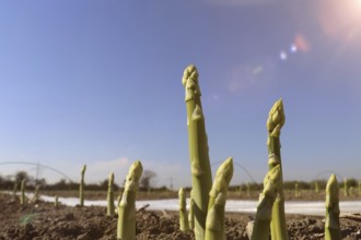 Green asparagus in the field against a blue sky