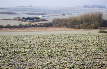 Frosty morning landscape looking south west from Windmill Hill, Avebury, Wiltshire, England, UK