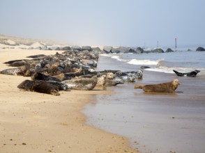 Colony of Grey Seals, Halichoerus grypus, hauled up on a sandy beach at Horsey, Norfolk, England,