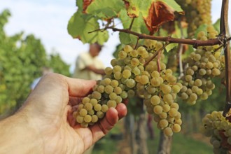 Grape grape harvest: Hand-picking of Chardonnay grapes in the Palatinate (Norbert Groß winery,