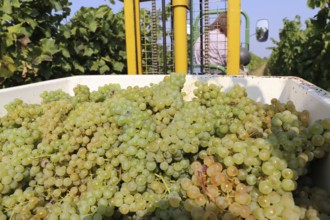 Grape grape harvest: Manual harvest of Chardonnay grapes in a vineyard in the Palatinate