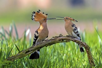 Hoopoe (Upupa epops) pair formation, food handover, mating, courtship, Bird of the Year 2022,