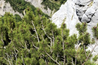 Mountain pine (Pinus mugo)