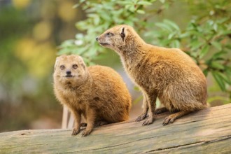 Ethiopian dwarf mongoose (Helogale hirtula) sitting on an old tree trunk, Bavaria, Germany, Europe