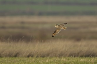 Short-eared owl (Asio flammeus) adult bird in flight over grassland, Kent, England, United Kingdom,