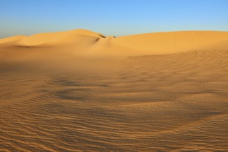 Large, undulating sand dunes in a desert landscape at sunset under a clear sky, Matruh, Great Sand