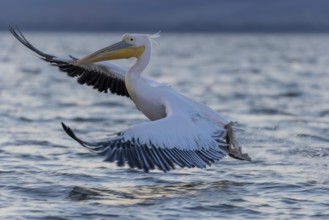 Great white pelican (Pelecanus onocrotalus), flying, Lake Kerkini, Greece, Europe