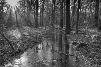 Ditch with water and ice layer in the forest, flooding, Kurler bush, Dortmund, Ruhr area, North