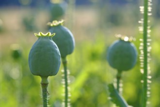 Poppy, (Papaver somniferum), poppy capsule, poppy field, Waldviertel grey poppy, poppy village