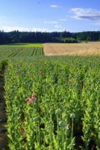 Poppy, (Papaver somniferum), poppy field, Waldviertel grey poppy, poppy village Armschlag,