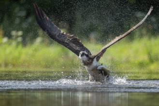 Western osprey (Pandion haliaetus) hunting, Aviemore, Scotland, Great Britain