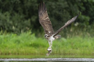 Western osprey (Pandion haliaetus) hunting with a trout, Aviemore, Scotland, Great Britain