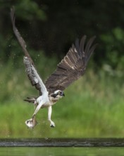 Western osprey (Pandion haliaetus) hunting, Aviemore, Scotland, Great Britain