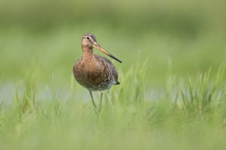 Black-tailed Godwit (Limosa limosa), Lower Saxony, Germany, Europe