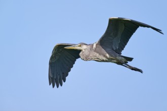 Grey heron (Ardea cinerea) in flight, Lower Saxony, Germany, Europe