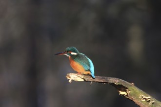 Common kingfisher (Alcedo atthis) sitting on a branch, winter, Saxony, Germany, Europe