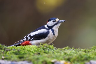 Great spotted woodpecker (Dendrocopos major), Germany, Europe