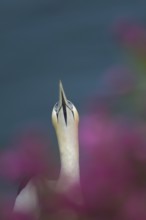 Northern gannet (Morus bassanus) adult bird amongst flowering Red campion plants on a cliff top,