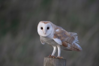 Barn owl (Tyto alba) adult bird on a fence post, England, United Kingdom, Europe