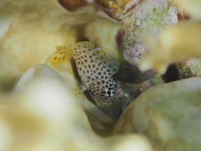 Juvenile leopard combtooth (Exallias brevis), bonefish, dive site House Reef, Mangrove Bay, El