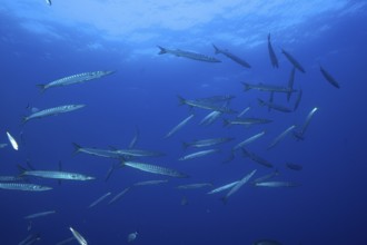 School of fish, group, school of barracuda (Sphyraena sphyraena) in the Mediterranean Sea near