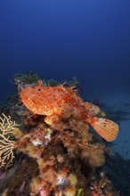 Large red scorpionfish (Scorpaena scrofa), sea sow, in the Mediterranean near Hyères. Dive site