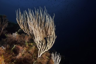 White gorgonian (Eunicella singularis) in the Mediterranean Sea near Hyères. Dive site Giens