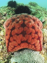 Spiny cushion star (Culcita novaeguineae), dive site Mermaid Cove, Qantab, Oman, Asia