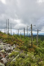 Vegetation with Norway spruce (Picea abies) and colored European blueberry (Vaccinium myrtillus) on