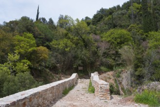 Paved path over an old stone bridge with a view into a dense forest, bridge of Platanias over the