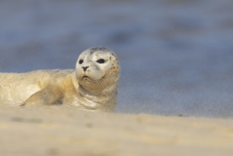 Common seal (Phoca vitulina) juvenile baby pup animal resting on a seaside beach, Norfolk, England,