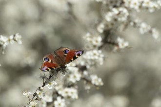 Peacock (Aglais io) butterfly feeding on a Blackthorn bush flower on a hedgerow in the springtime,