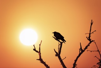 A bird sits on a branch in front of an orange-coloured sunset sky, evoking the impression of peace