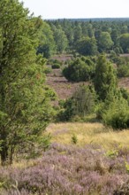 Heather blossom, juniper (Juniperus communis), near Wilsede, Bispingen, Lüneburg Heath, Lower