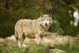 Eastern wolf (Canis lupus lycaon) standing on a meadow, Bavaria, Germany, Europe