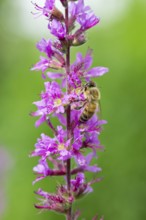 A honey bee (Apis mellifera) sits on a pink flower, purple loosestrife (Lythrum salicaria) and