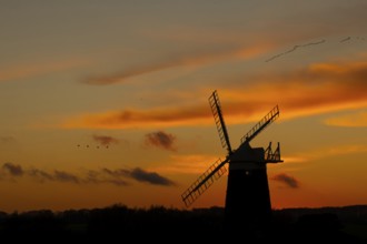 Pink-footed goose (Anser brachyrhynchus) adult birds in flight in a flock or skein over a windmill