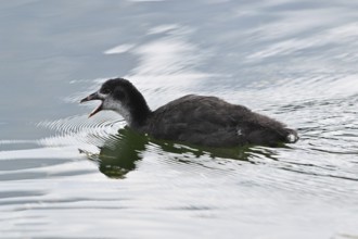 Common Coot (Fulica atra) portrait of young bird in the water