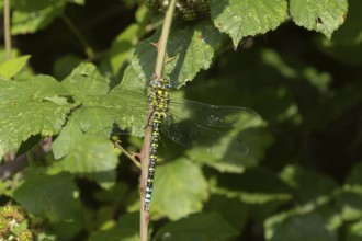 Southern hawker dragonfly (Aeshna cyanea) adult female insect resting on a Bramble plant stem,